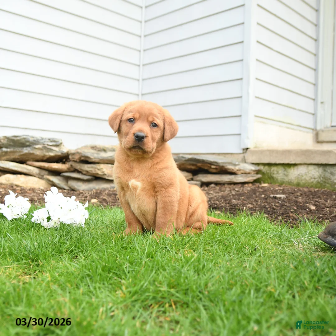 Labrador Retriever dogs for sale: Flicker - Ad 2