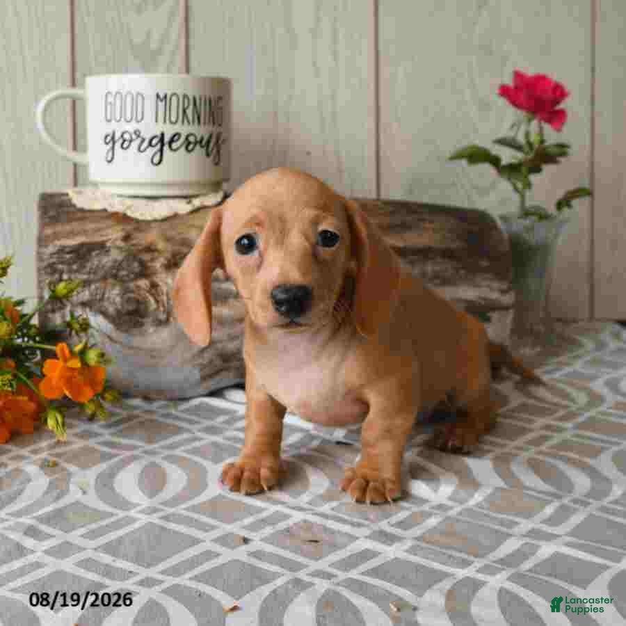 Miniature Dachshund dogs Reba - Ad 2