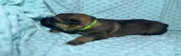 German Shepherd dogs for sale: Daisy - Ad 53