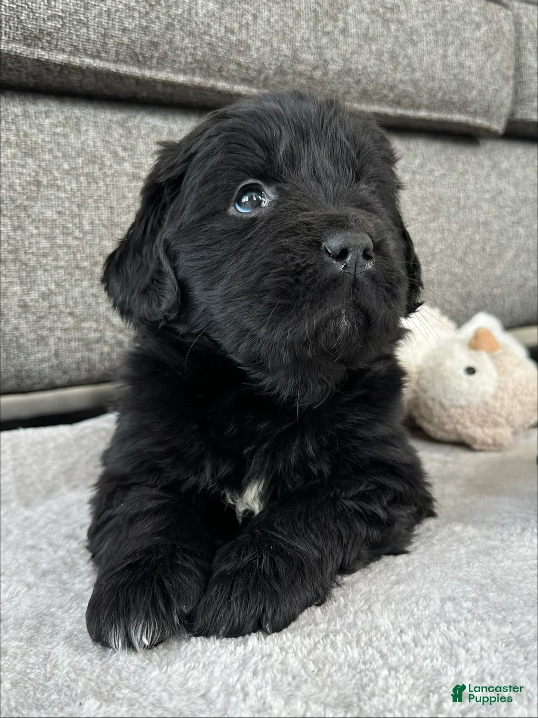 Newfoundland dogs for sale: AKC,OFA,CH, “ Lillie”  - Ad 5