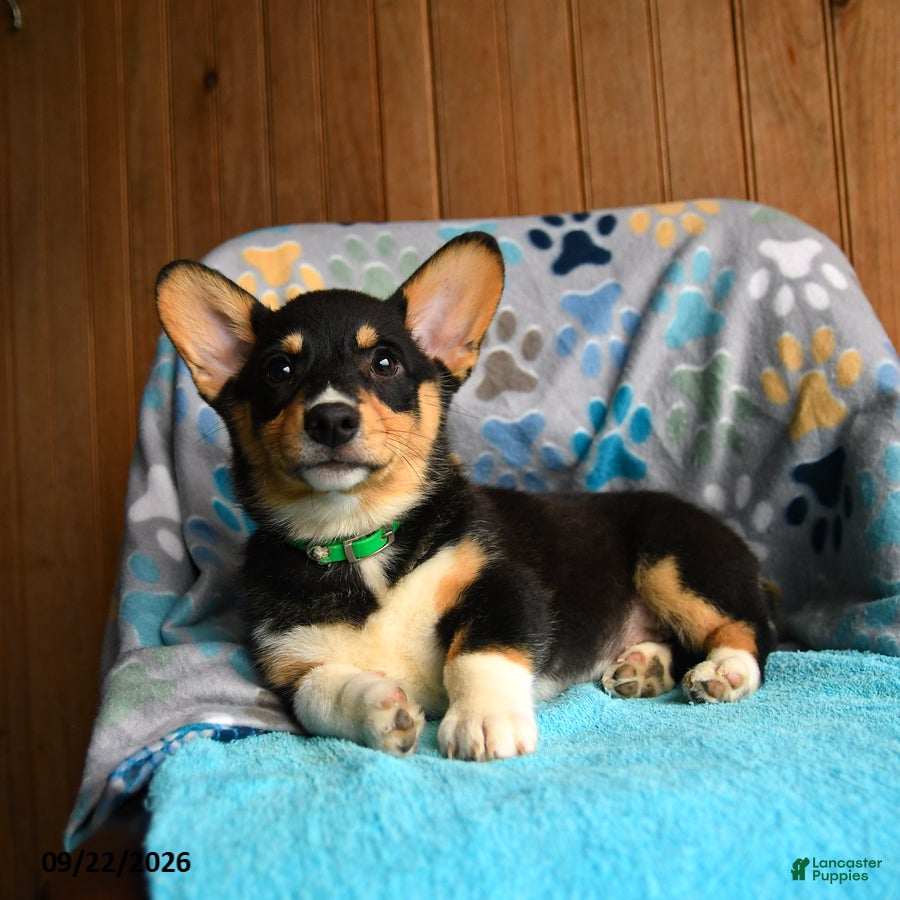 Welsh Corgi Pembroke dogs Blair - Ad 2