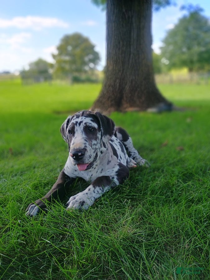 Great Dane dogs Travis - Ad 2