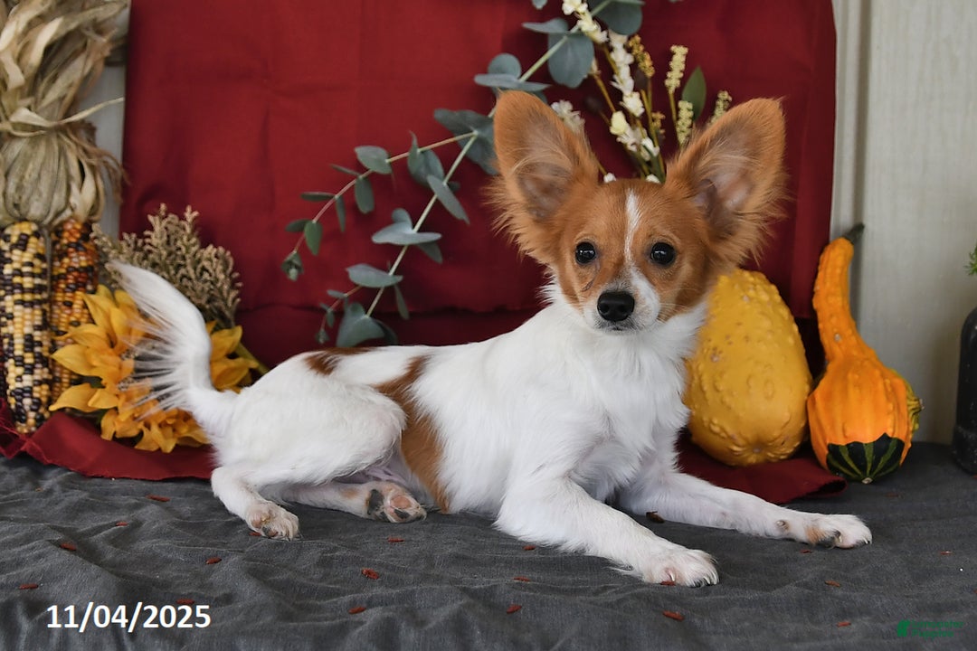 Papillon dogs for sale: Bailey - Ad 5