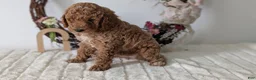 Miniature Poodle dogs for sale: Sparky - Ad 8