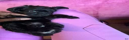 Yorkiepoo dogs for sale: Cyprus Caesar  - Ad 7