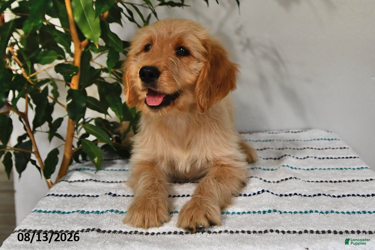 Goldendoodle dogs Caramel - Ad 2