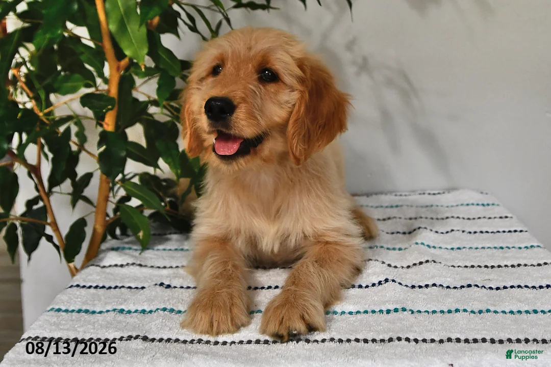 Goldendoodle dogs for sale: Caramel - Ad 2