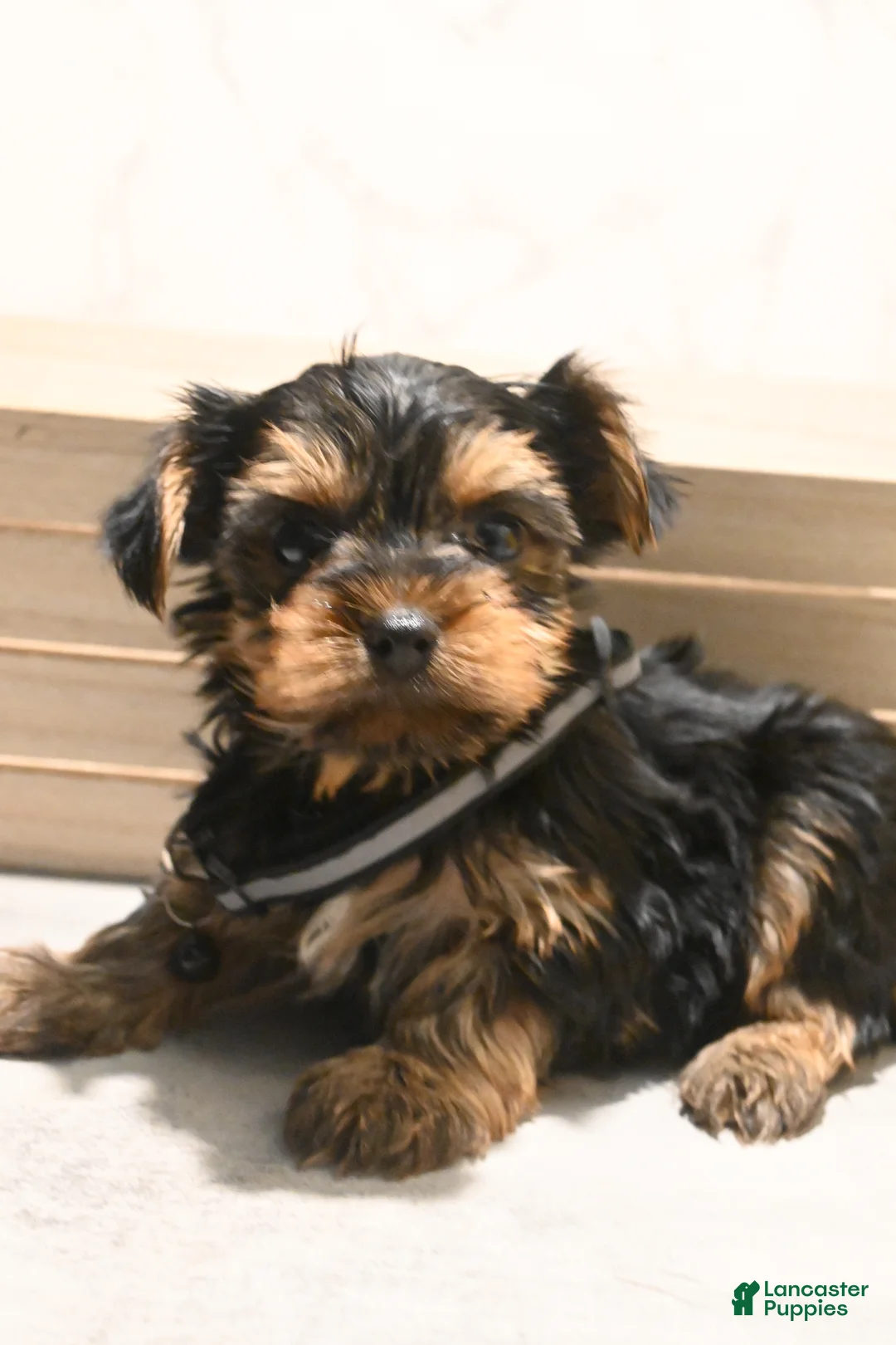 Yorkshire Terrier dogs for sale: Newton - Ad 2