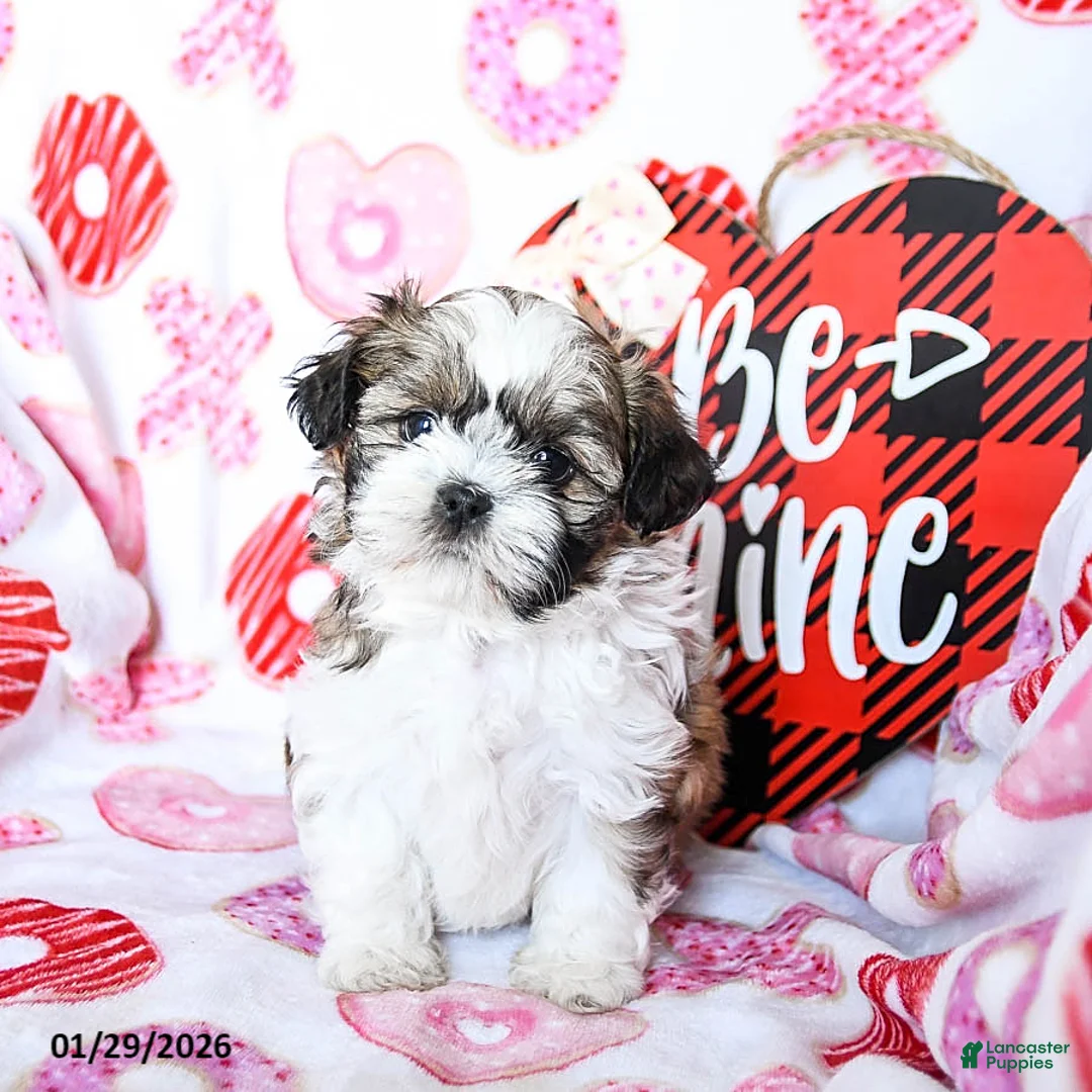 Shih Tzu dogs for sale: Graham - Ad 2
