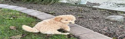 Maltipoo dogs for sale: Jesse  - Ad 10
