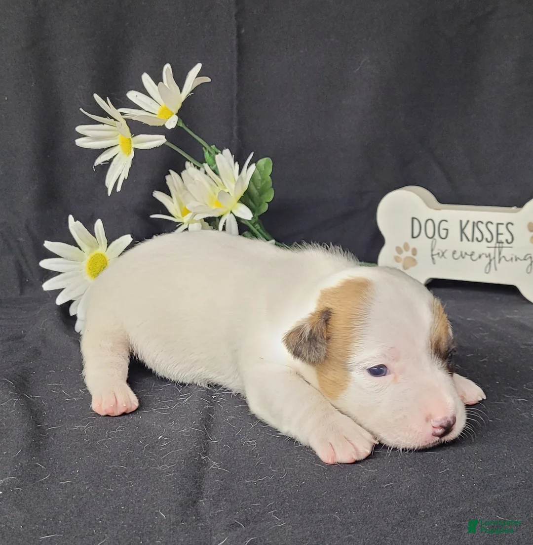 Jack Russell Terrier dogs for sale: NASH purebred CKC Registered  - Ad 7
