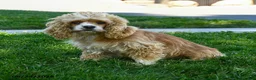 Cocker Spaniel dogs for sale: Starbucks - Ad 6