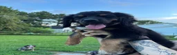 Mixed Breed dogs for sale: Milo - Ad 4