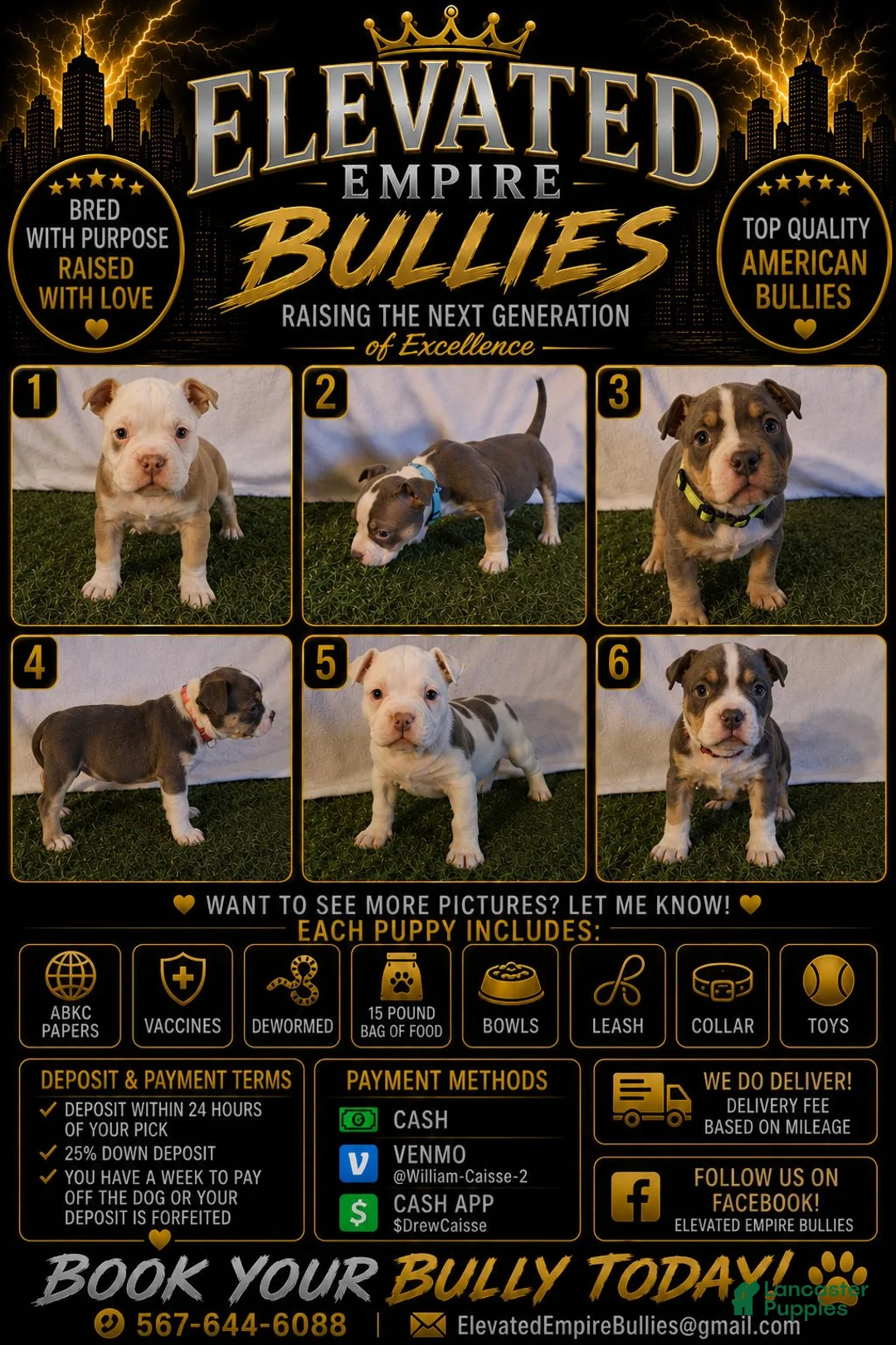 American Bully dogs for sale: American Bully 4 - Ad 12