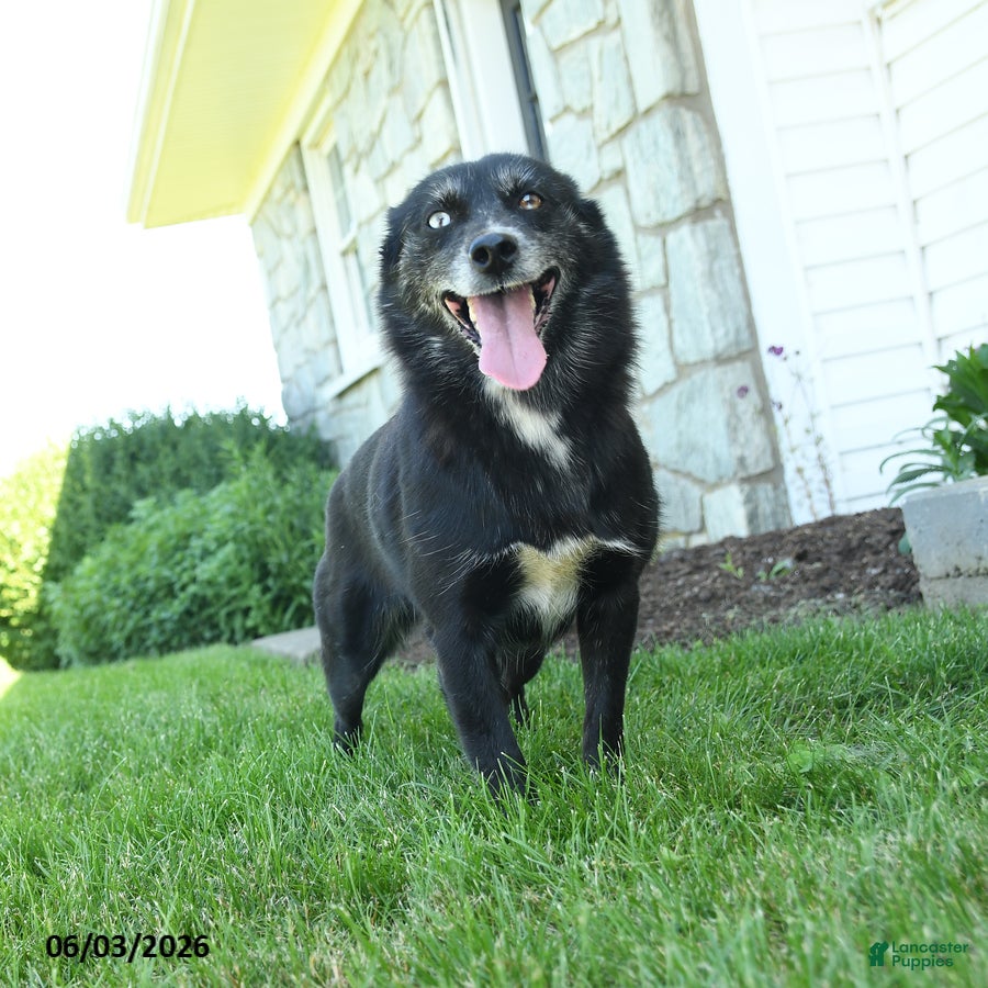 Pomsky dogs for sale: Annabell - Ad 1