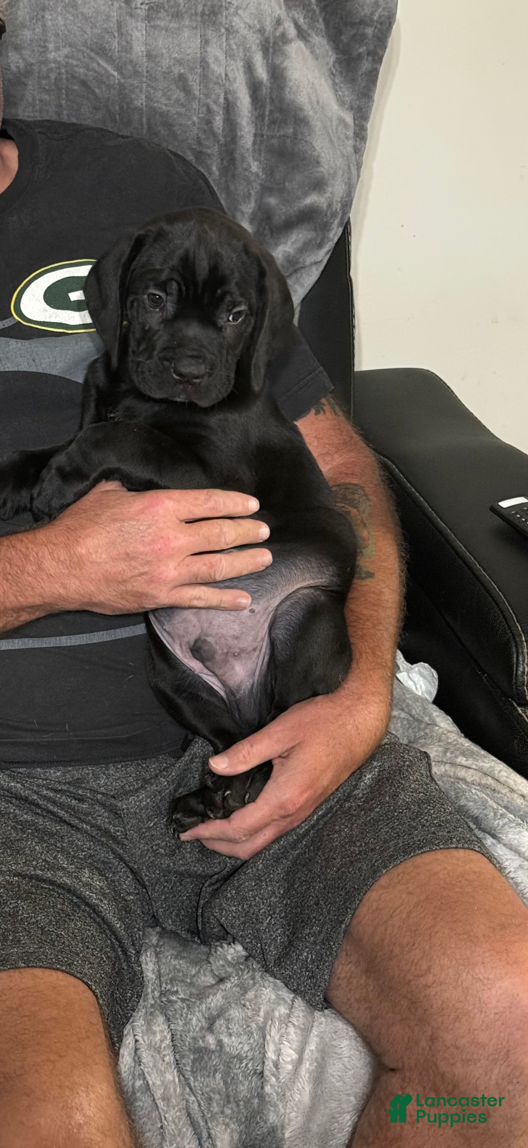 Cane Corso dogs Zeus - Ad 29
