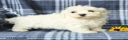 Maltese dogs for sale: Dash - Ad 3