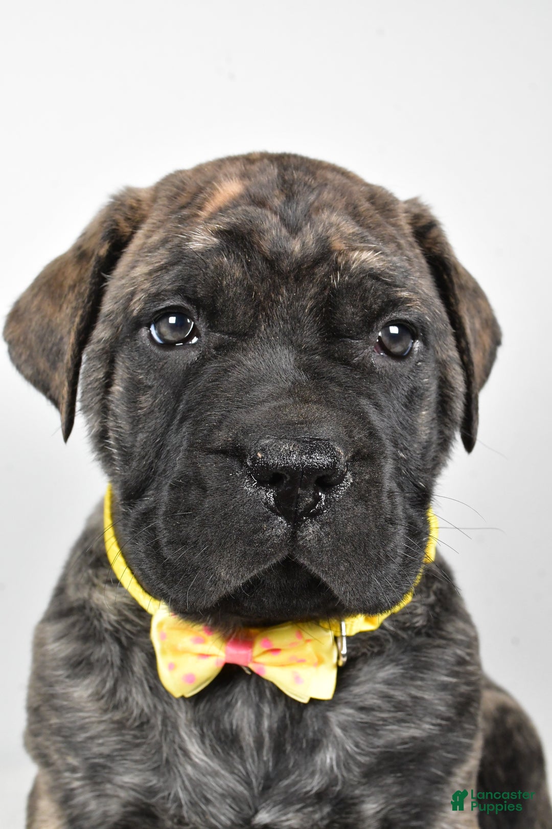 English Mastiff dogs for sale: Sheldon - Ad 7