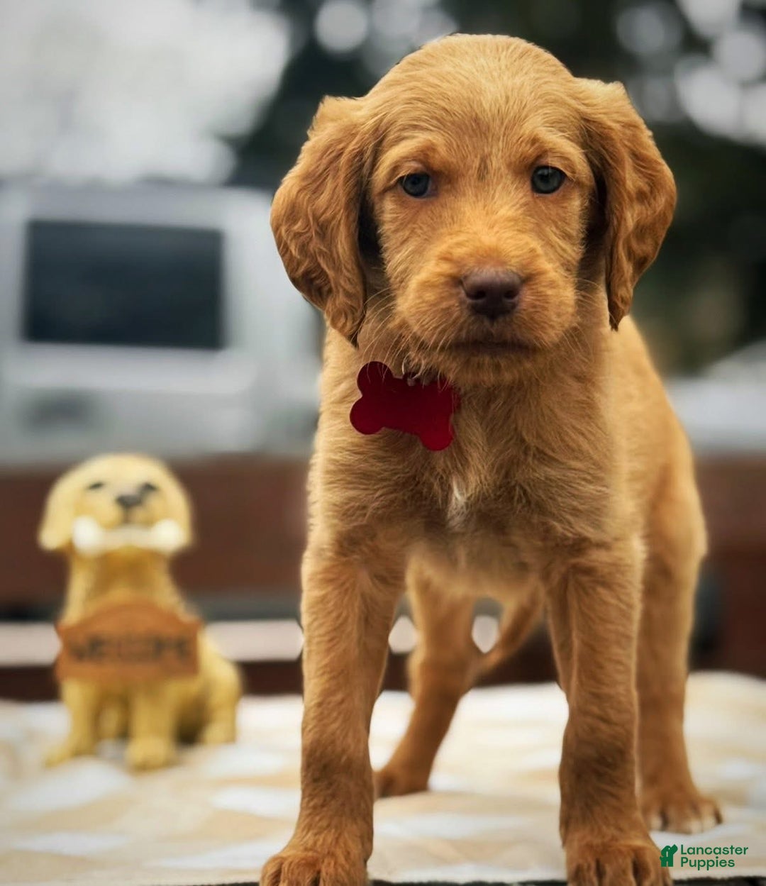 Labradoodle dogs for sale: Labradoodle Puppy 1 - Ad 2