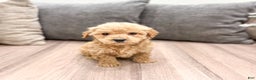 Goldendoodle dogs for sale: Archie - Ad 2