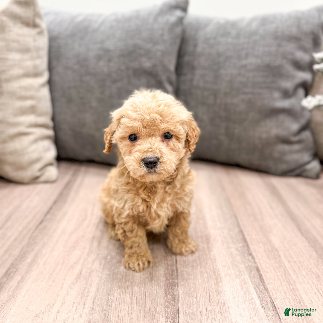 Goldendoodle dogs for sale: Archie - Ad 2