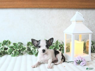 Chihuahua dogs - Ad 30