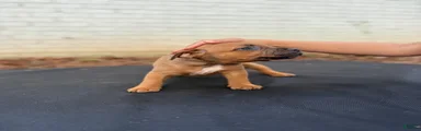 Staffordshire Bull Terrier 5
