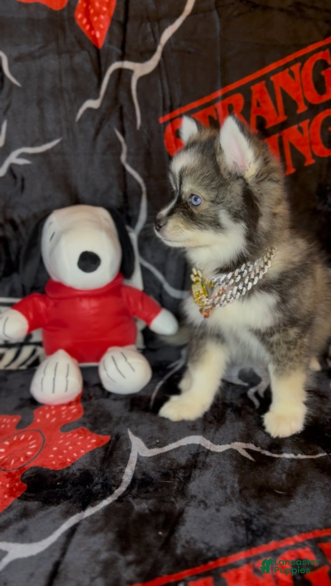 Pomsky dogs for sale: Loki (Mini Pomsky Pup) will be less than 10lbs - Ad 8