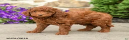 Mini Goldendoodle dogs for sale: Teddy  - Ad 5