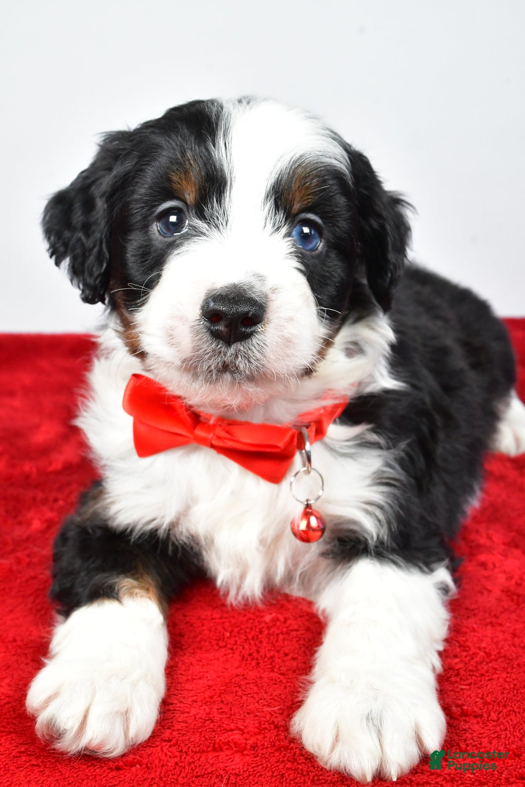 Mini Aussiedoodle dogs for sale: Shadow - Ad 7