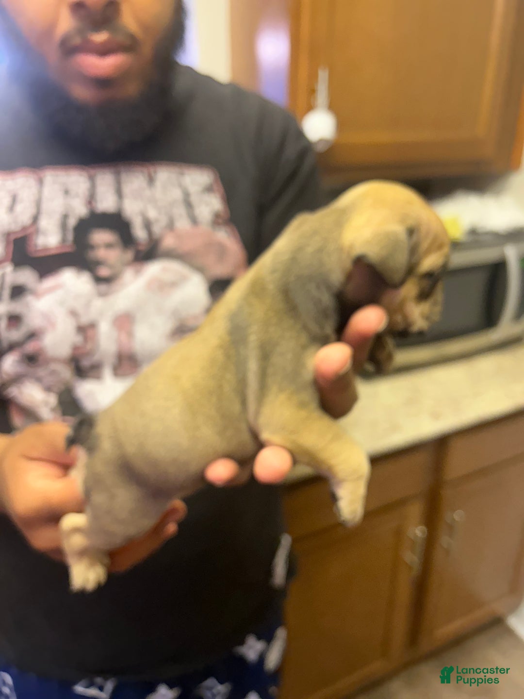 English Bulldog dogs for sale: Foxy - Ad 4