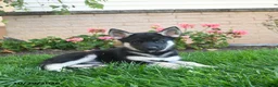 Gerberian Shepsky dogs for sale: Jett  - Ad 3