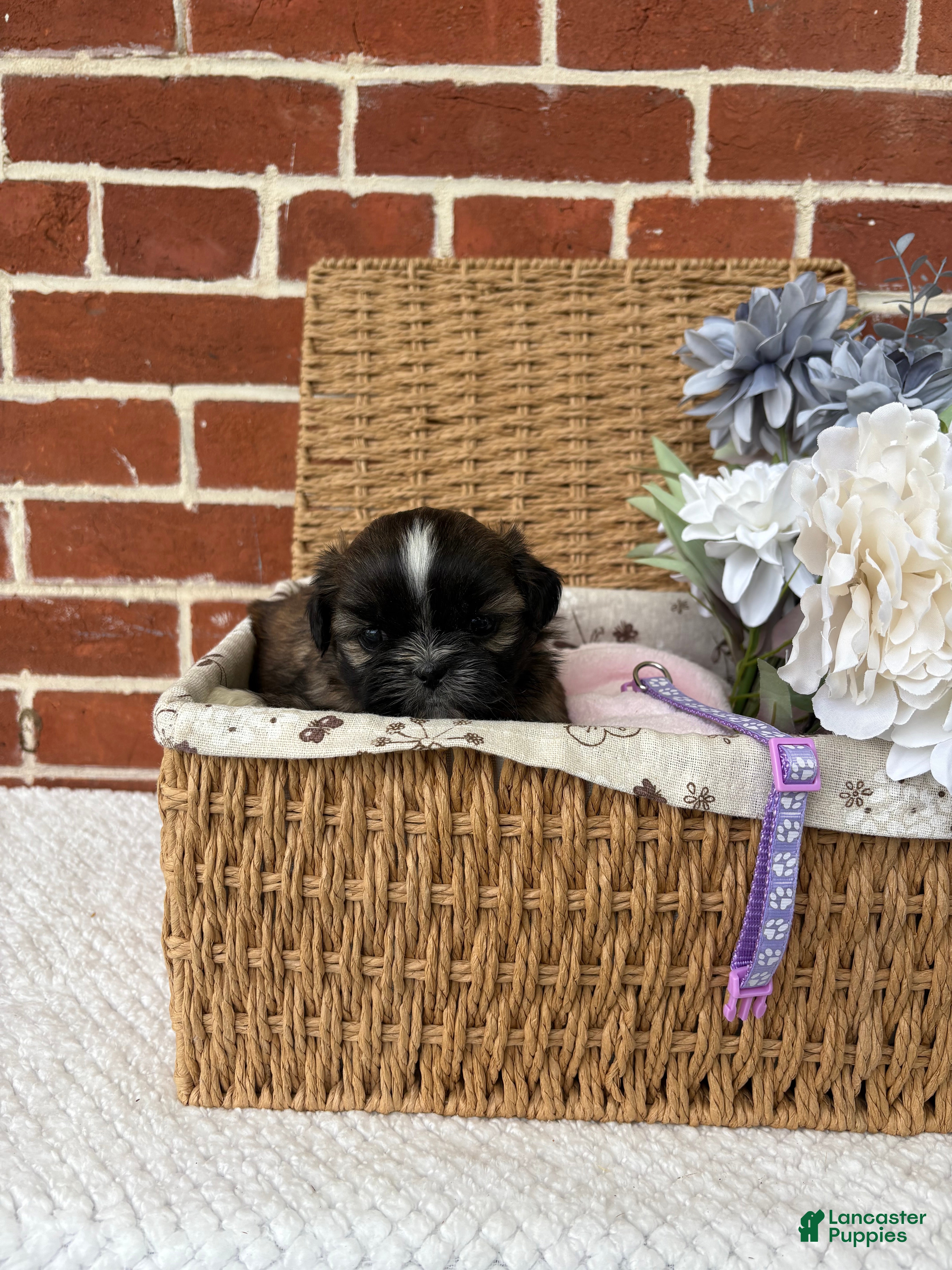 Shih Tzu dogs for sale: Lovey - Ad 7