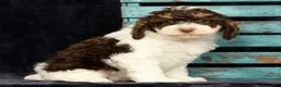 Cavapoo dogs for sale: Winnie - Ad 7