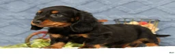 Miniature Dachshund dogs for sale: Jax - Ad 4