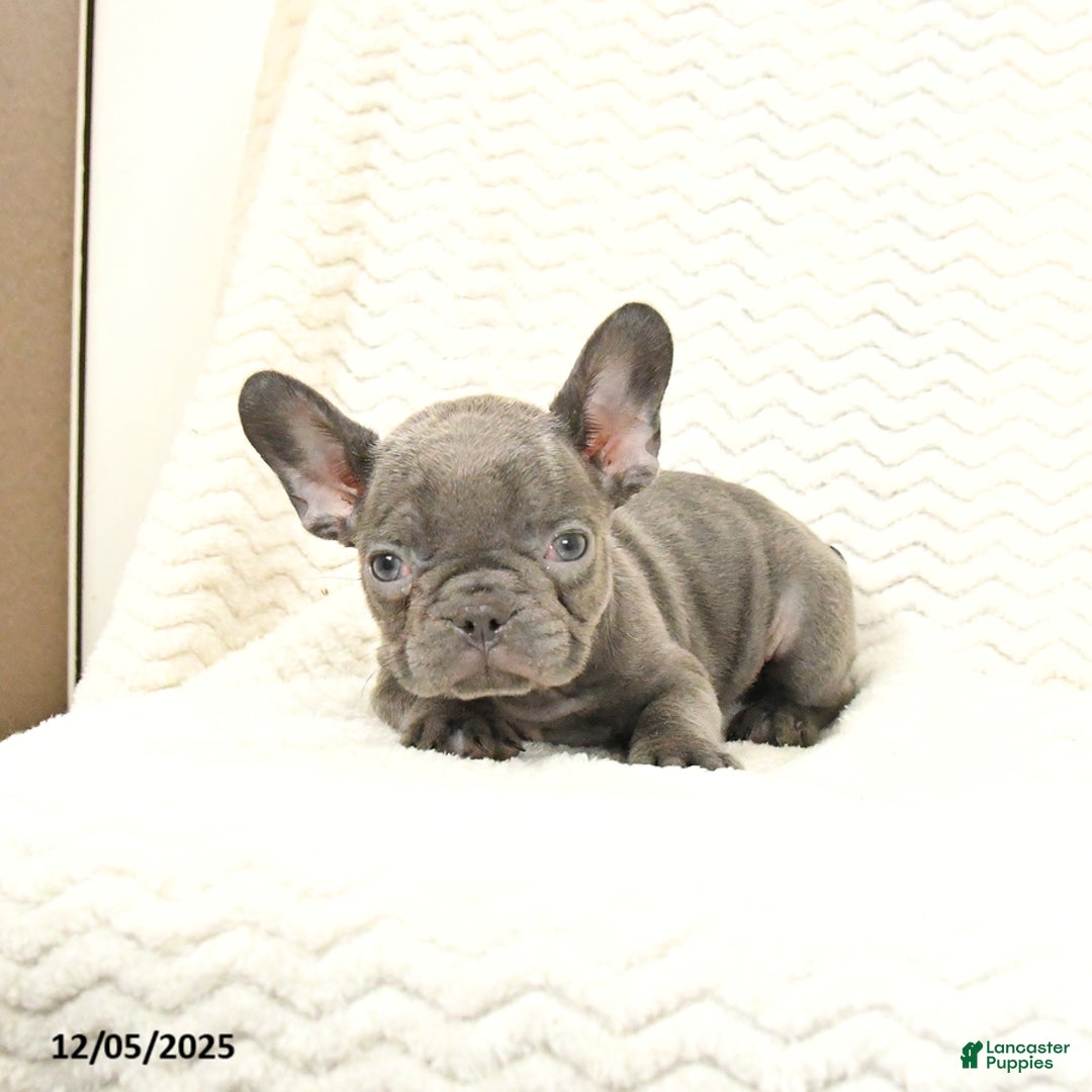 French Bulldog dogs for sale: Blueberry - Ad 2