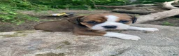 English Bulldog dogs for sale: Mia - Ad 12