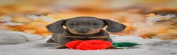 Miniature Dachshund dogs for sale: Dallas - Ad 15