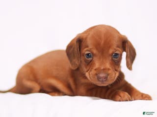Miniature Dachshund dogs Olivia - Ad 36