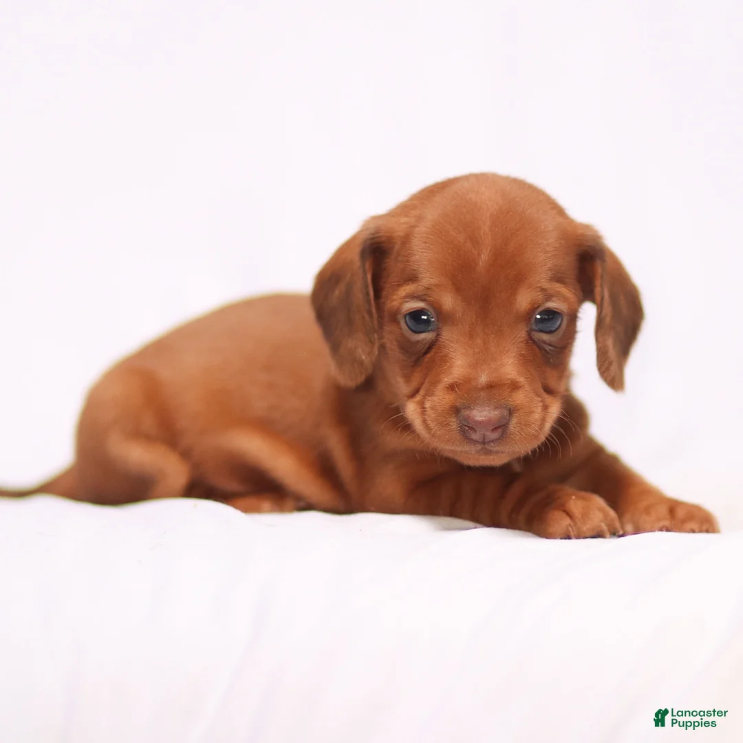 Miniature Dachshund dogs for sale: Olivia - Ad 8