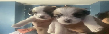 Mixed Breed 1