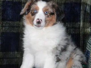 Miniature Australian Shepherd dogs Abby - Ad 33