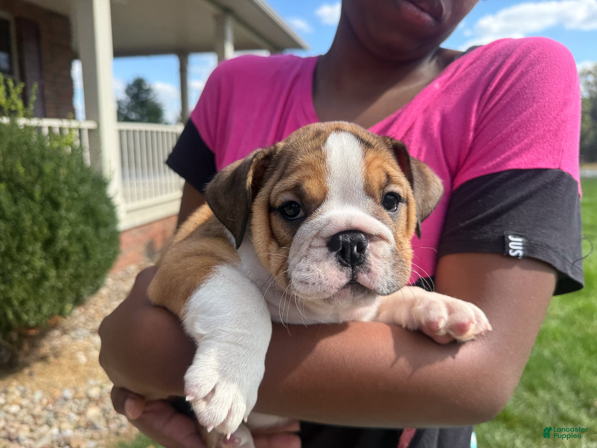 English Bulldog dogs Cookie - Ad 2