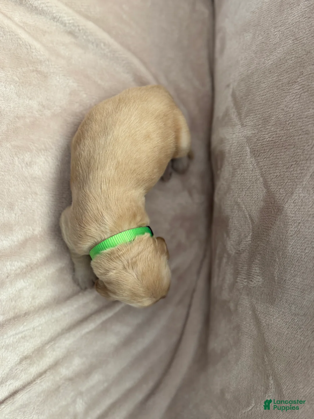 Golden Retriever dogs for sale: Light Green- male  - Ad 2