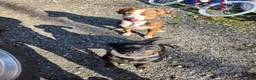Catahoula Leopard Dog dogs for sale: Glory - Ad 10