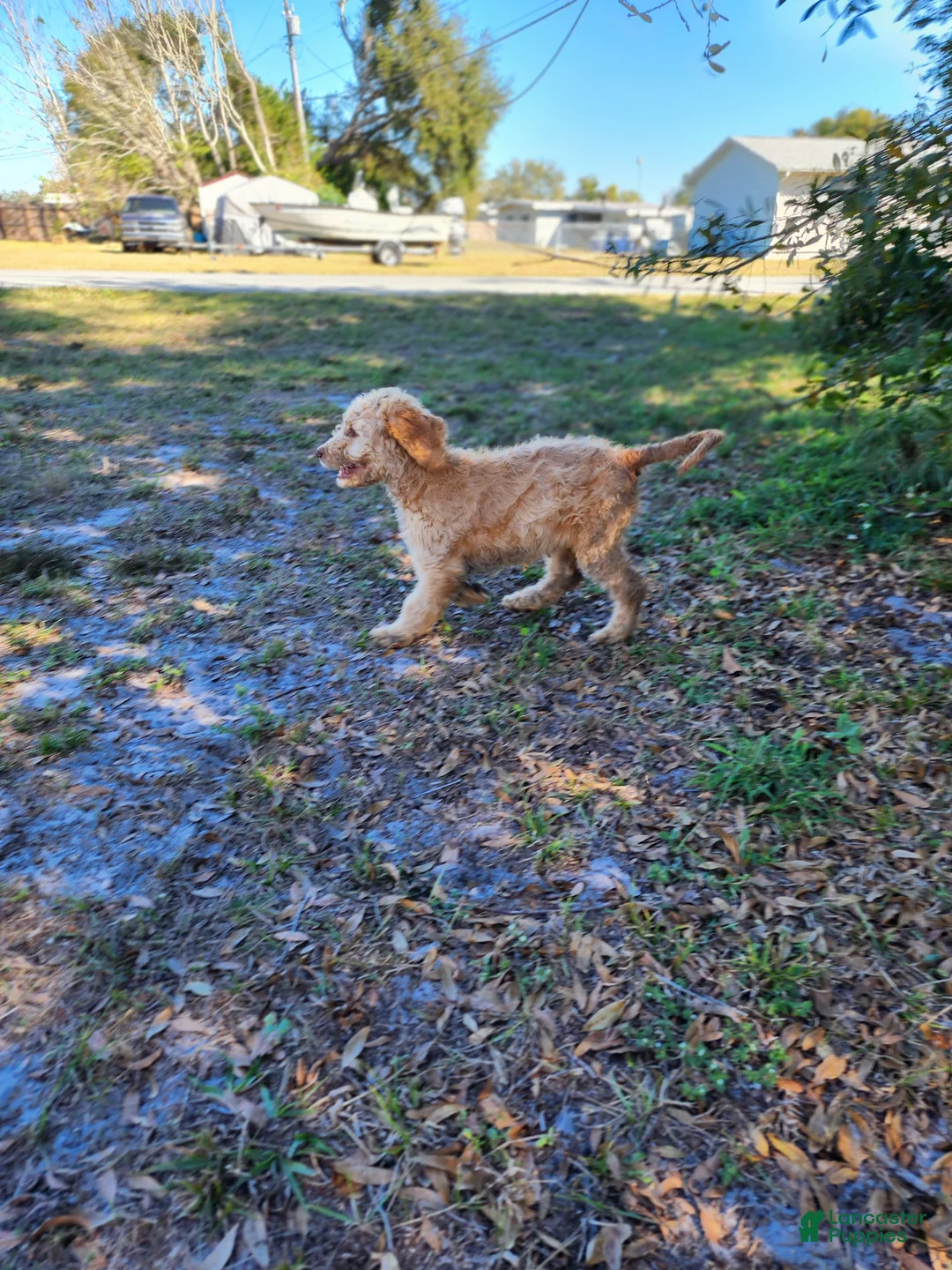 Goldendoodle dogs for sale: Nes - Ad 6