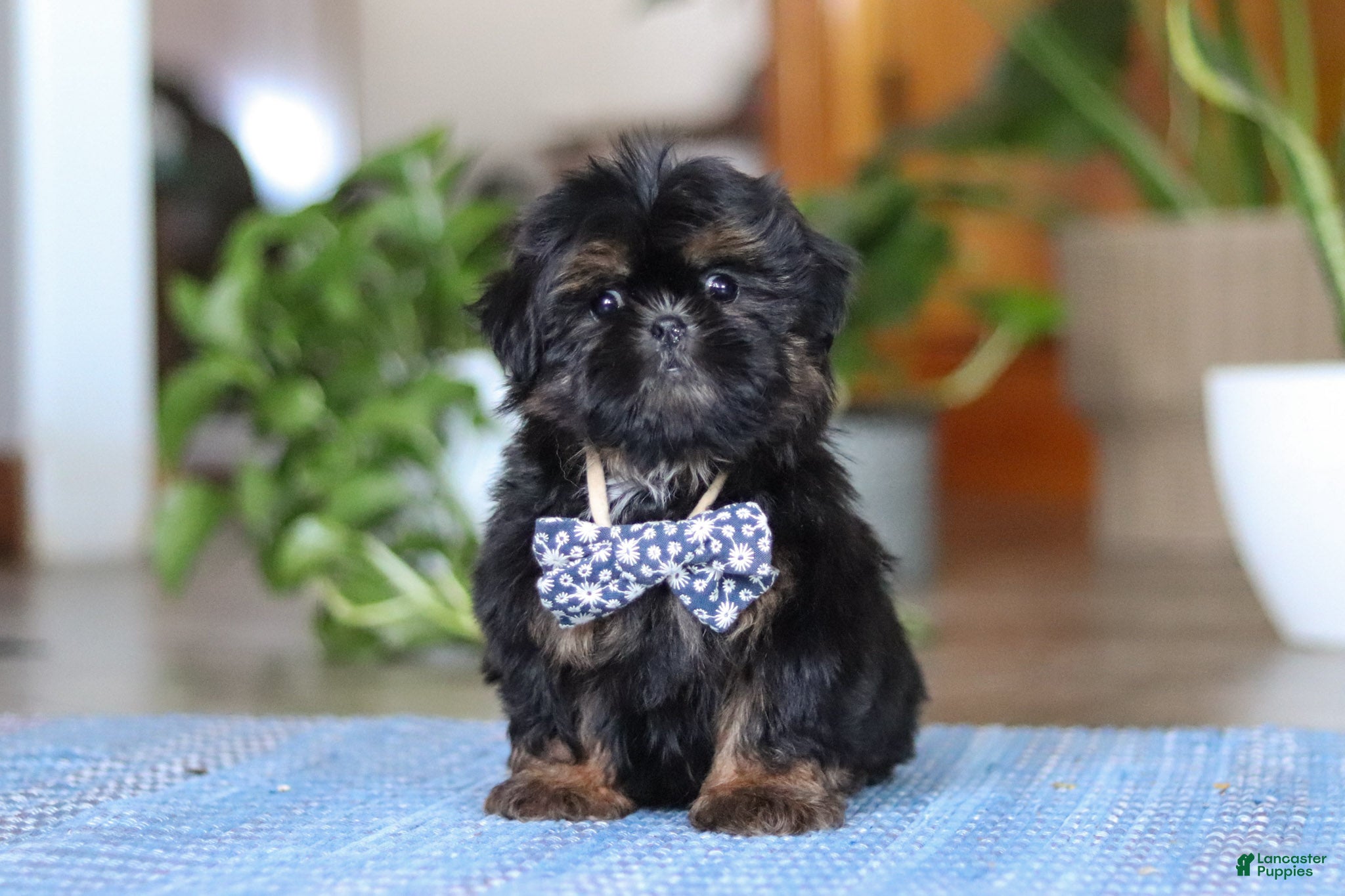Shih Tzu dogs Romeo - Ad 6