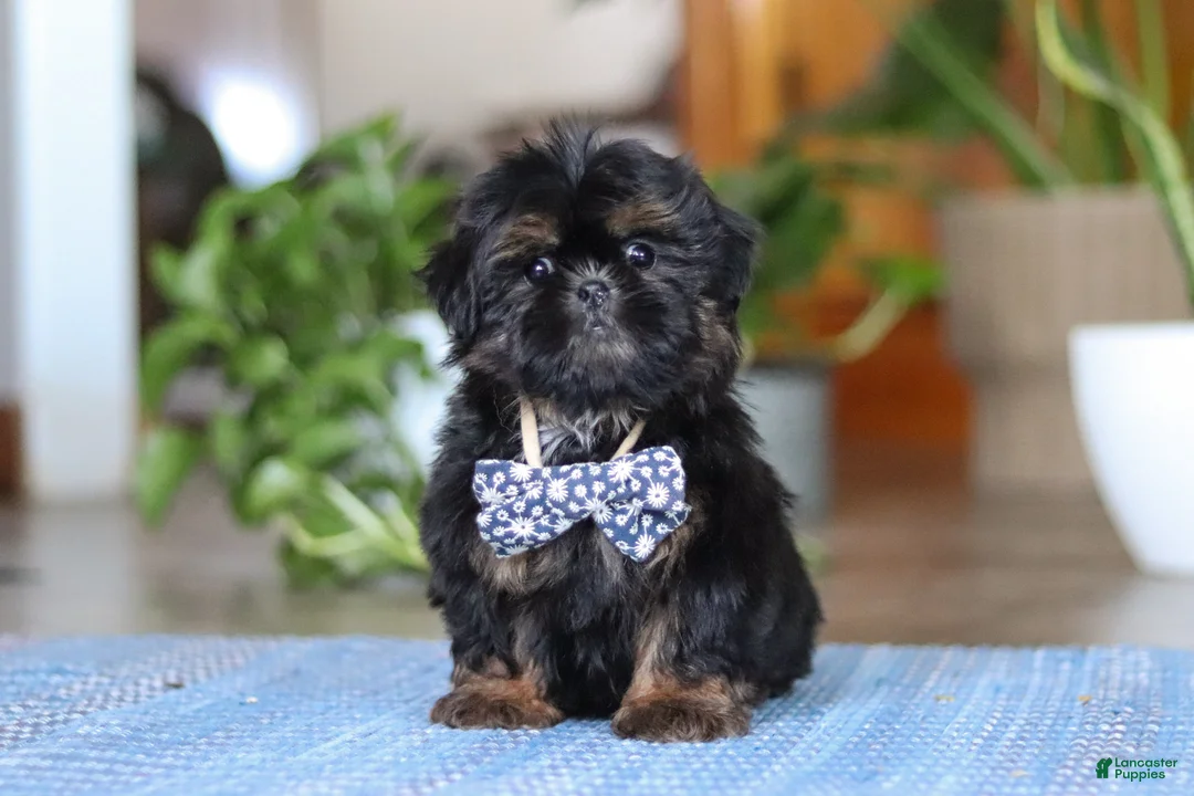 Shih Tzu dogs for sale: Romeo - Ad 1