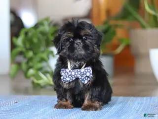 Shih Tzu dogs Romeo - Ad 6