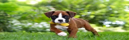 Boxer dogs for sale: Scooter - Ad 5